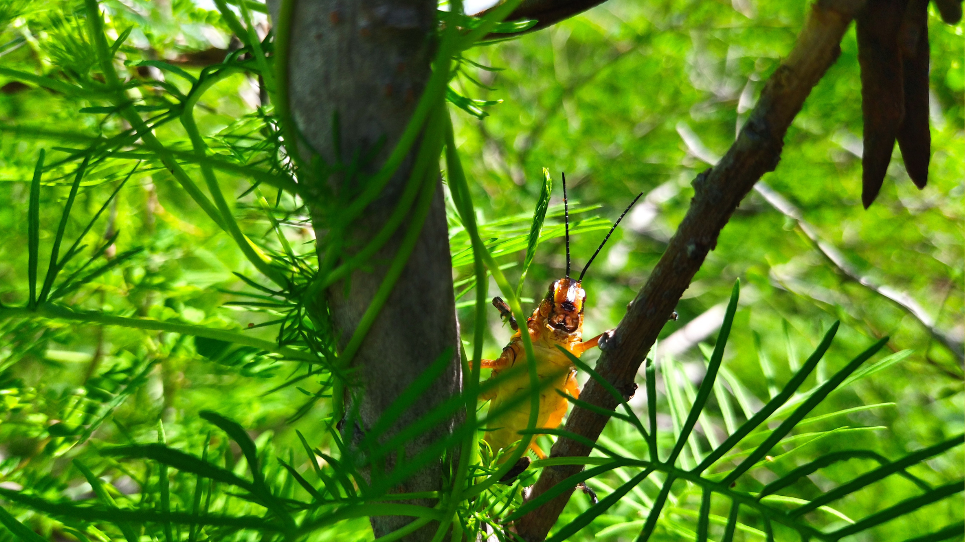 Brachystola behrrensii playing hide and seek